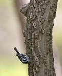 Black and White Warbler 2663